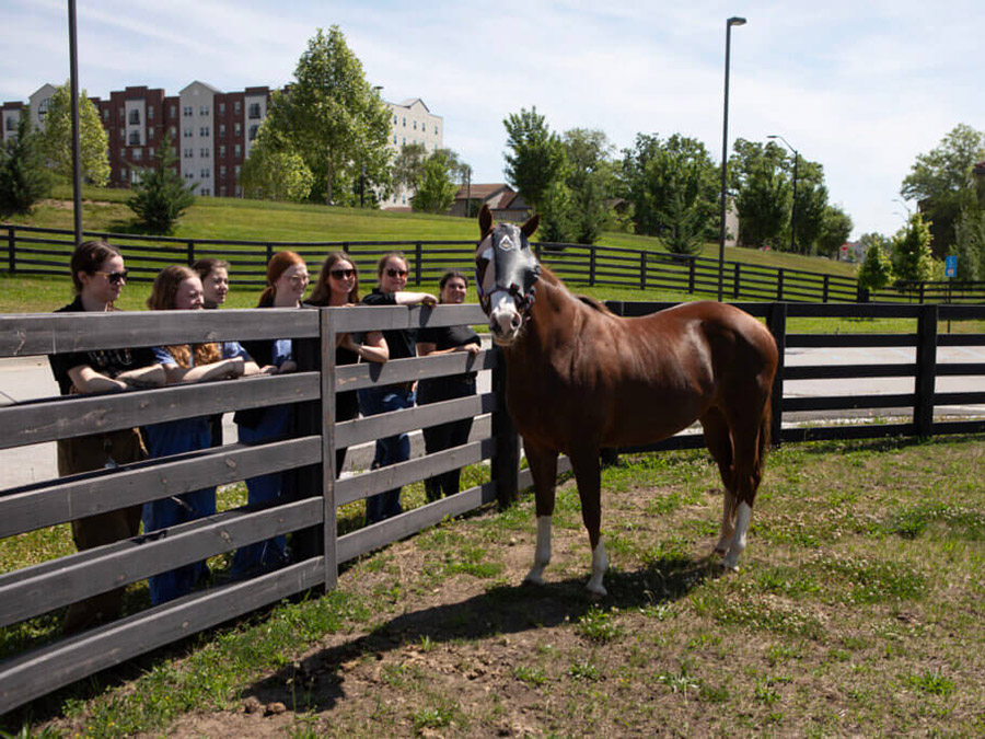 A horse stands beside a fenced paddock as a group of people watch from the other side.